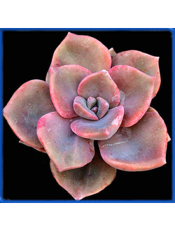 Graptoveria