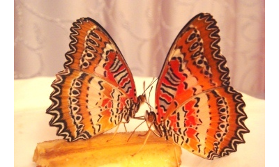 Салют из 9 тропических бабочек МИНИ  бабочки 5 - 10 см