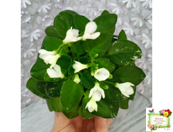 Н-Каламбур (Н. Бердикова) 2016 трейлер