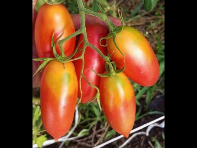 Томат Варвара