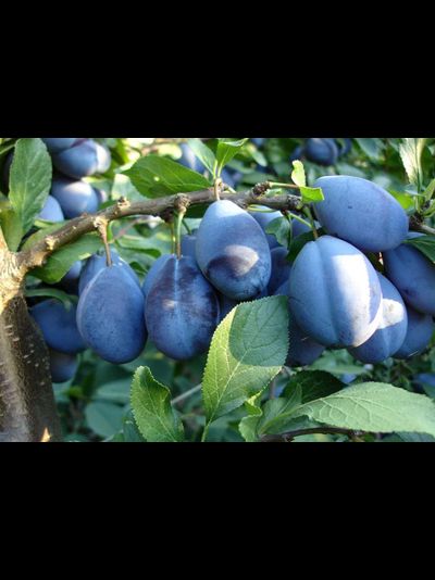 Красавица ЦГЛ (слива)