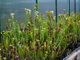 SARRACENIA MIX