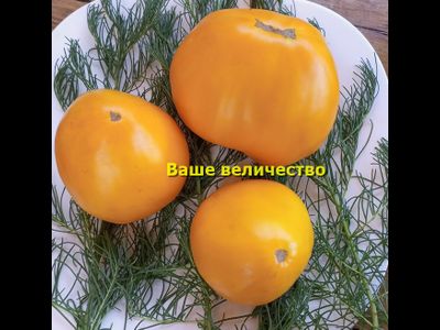 Томат Ваше величество