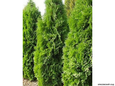 Туя Голден Брабант - Красовский-Сад.рф