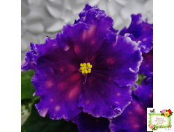 Nik-Сокровище Каравана (Н. Булко) 2022 г.