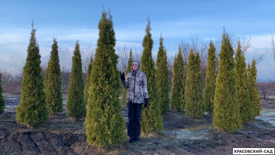 Туя Смарагд - Smaragd 3 метра