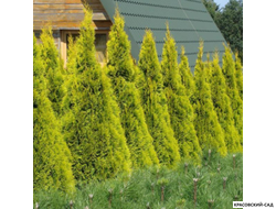 Голден Смарагд в поле - Красовский-Сад.рф