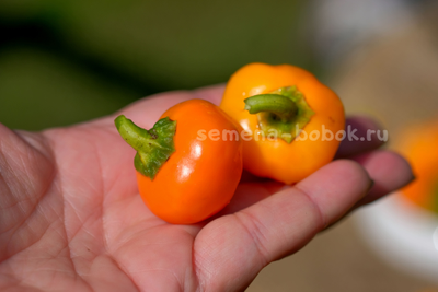 Перец сладкий Mini Bell Yellow (Мини Белл Желтый), 10 шт