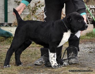 Кобель №1 ИЛЧЕН ПРОДАН