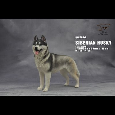 Сибирская хаски (серая) - Коллекционная ФИГУРКА 1/6 scale Husky (QYC003D) - QuanYingCun