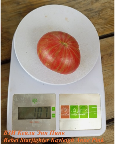 Томат Восставший Звездный Истребитель Кэйли Энн Пинк (Rebel Starfighter Kayleigh Anne Pink)