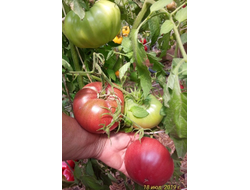 Томат Пурпурное сердце Рейнхарда (Reinhard's Purple Heart, Германия)