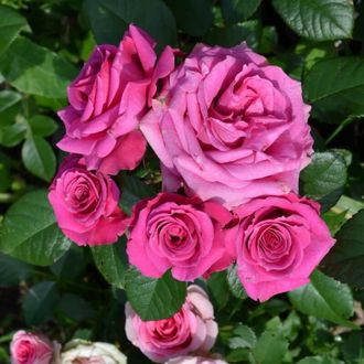 Пурпурная Иришка (Purple Irischka) роза, ЗКС