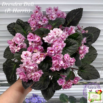 Dresden Doll (P. Harris) (7259) 11/24/1989 трейлер