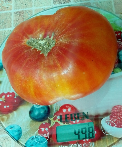 Томат Золотая медаль (Gold Medal)