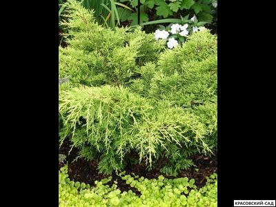 Можжевельник средний Голд Стар с доставкой по Москве в питомнике красовский-сад.рф