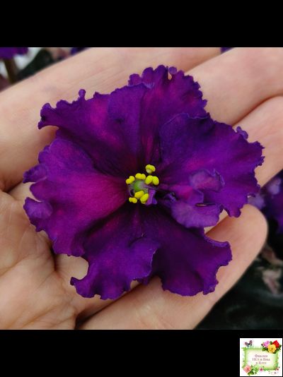 ВаТ-Тип-Топ (Т. Валькова) 2015 г. (лист посажен 04.02.26)