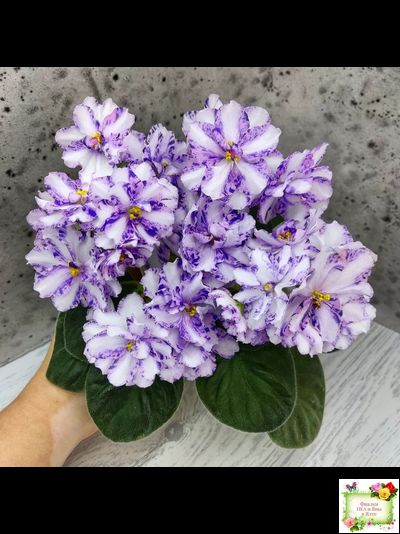 МК-Ветер Перемен (М. Карпова) химера стандарт (стартер сорт)