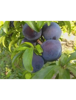 Слива  Блэк (поздн.)