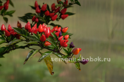 Перец острый  Bolivian Rainbow, 10 шт