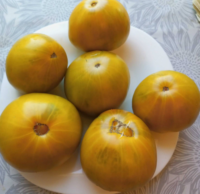 Томат Мшистый дуб (Mossy Oak)