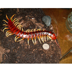 Гигантская сколопендра (Scolopendra gigantea)
