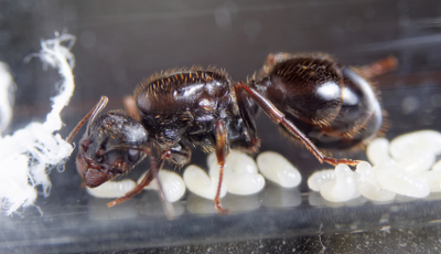 Комплект муравьиной фермы 4ants с муравьями Messor Structor зеленый