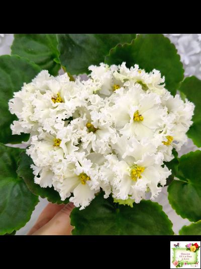 АВ-Легенда о Золотой Луне (Фиалковод) 2023 г.