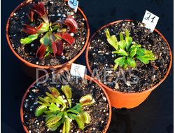 Подарочный набор Дионея "Микс сортов" - Dionaea muscipula MIX