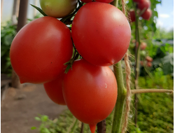 семена томаты "Сызранская пипочка" 10 шт.