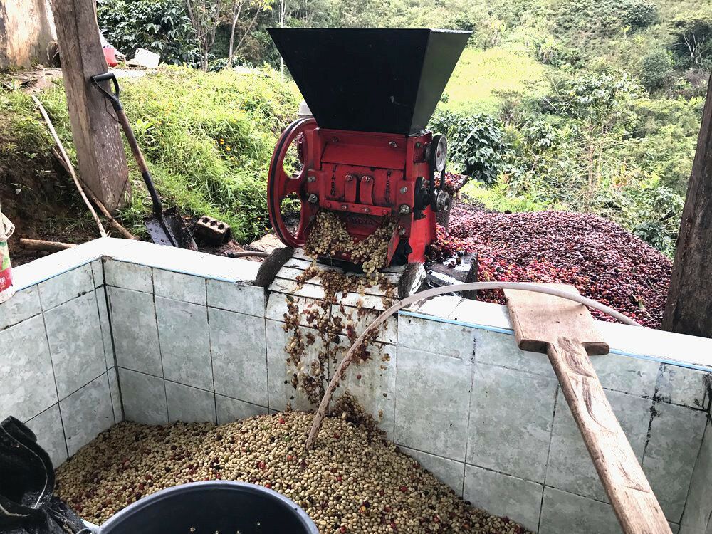 Здесь можно посмотреть как депульпируют ягоду кофе при мытом способе обработки кофе