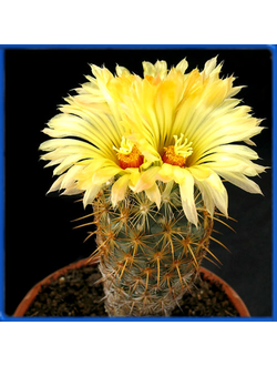 Coryphantha glanduligera GM 393