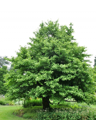 Стиракс азиатский (Liquidambar orientalis) - 100% натуральное эфирное масло