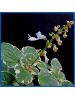 Plectranthus