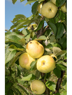 Яблоня  Колоновидная "Восторг" (Осенняя), ЗКС