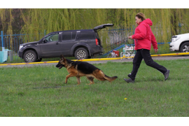 23.04.2016 г. выставка в Белгороде
1 место в классе юниоров, ЮСС судья Клюева Э. 