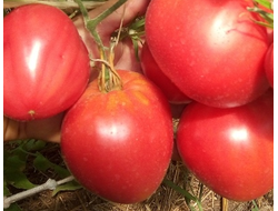 Томат Домашние сердца от Гонсиоровских