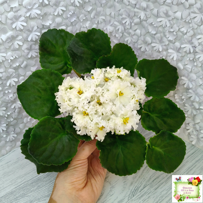 АВ-Легенда о Золотой Луне (Фиалковод) 2023 г. (лист с деткой укоренённый)