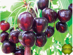 ЧЕРЕШНЯ "ИПУТЬ" УРОЖАЙНАЯ И ВКУСНАЯ. (саженец 3 года)