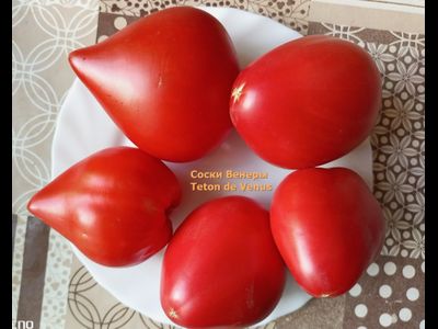 Томат Сосок Венеры (Teton de Venus, Франция)