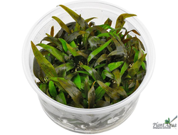 Криптокорина Вендта Зеленая