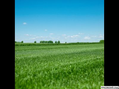 Рулонный газон Эталон