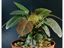 Dorstenia (Дорстения)