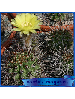 Lobivia aurea v. sierragrandensis SE 07