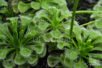 Drosera Burmannii