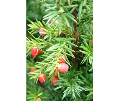 Тис средний Hicksii