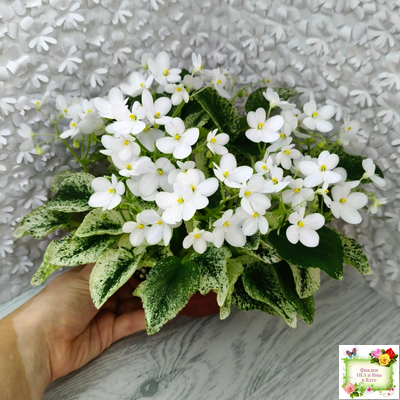 Alan’s Fallen Angel (A.Murphy) трейлер