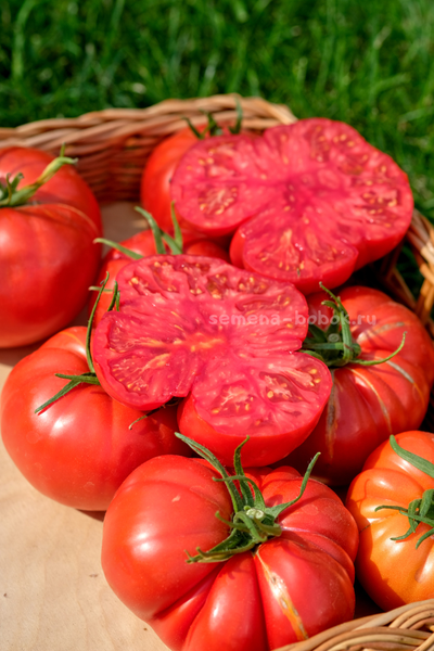 Томат Arnaldo (Арналдо), 10 шт