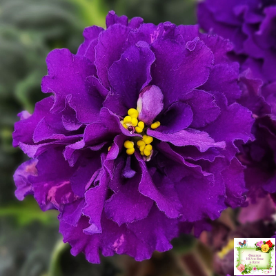 ЛФ-Лилия (Л. Федосеева) 2019 г.