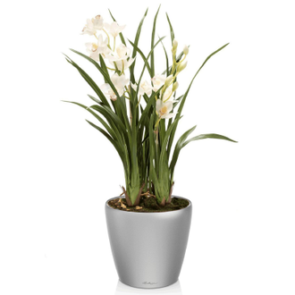 Орхидея Цимбидиум + CLASSICO LS 28